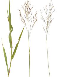 Image result for Panicum coloratum