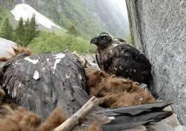 Als autor und podcaster zeigt er menschen natürliche tools für mehr fokus, energie und achtsamkeit. Bartgeier Zahltage In Den Alpen Tirol Orf At