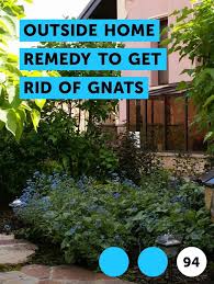See full list on solutionsstores.com Learn Outside Home Remedy To Get Rid Of Gnats How To Guides Tips And Tricks Papaya Tree Plants Plant Grass