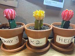 Do opuntia (prickly pear) cacti readily form hybrids in the wild? Why Is One Of My Cacti Turning Yellow And Soft Also How Can I Help Him Cactus