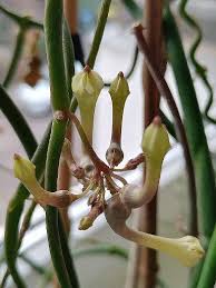 Image result for Ceropegia arenarioides