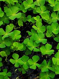 Image result for Marsileaceae