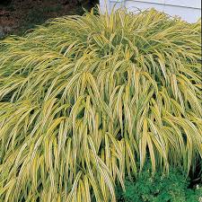 Shop patio & garden items at target™. Hakonechloa Macra Aureola White Flower Farm