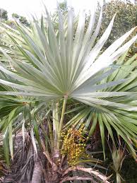 Image result for Coccothrinax