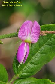 Image result for Galactia