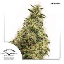 Thc Victory Dutch Passion Cannabis Seeds Zamnesia