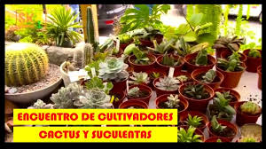 .de cactus y suculentas en dos foros diferentes; Encuentro De Cultivadores De Cactus Y Suculentas En Lima Youtube