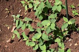 Image result for Cyathula cylindrica