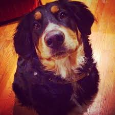 I have been breeding purebred bernese mountain dogs for four yeare. Bernese Mountain Dog Irish Setter Mix Irish Setter Mix Mountain Dogs Bernese Mountain Dog