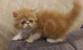 Seperti di gambar umur : Sold Anak Kucing Parsi Untuk Dijual Bil 1 2015 Kucing Dennis Zill