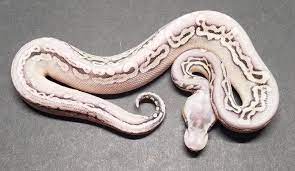 This is a male so if you are purchasing him you can just choose surprise me. Morphmarket On Twitter Sterling Puzzle Male Ball Python By Kdf Reptiles Llc 4000 Ballpython Morphs Morph Pets Reptile Herps Pet Https T Co Eqspdmqqup Https T Co Qys3l2wqm3