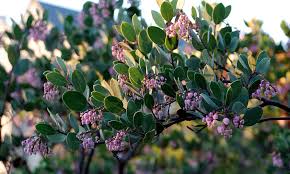 Image result for Manniophyton