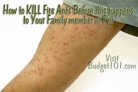 As much as i love spring, i don't like bugs — especially bugs that can infest a house. Kill Fire Ants Naturally Using Their Own Instincts Against Them