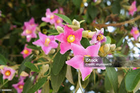 Image result for Lagunaria patersonia