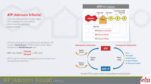 atp adenozin trifosfat biyoloji dersi biyoloji motivasyon