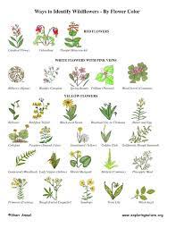 Pin By Tyler Braun On Plantae Flower Identification Plant Identification Leaf Identification