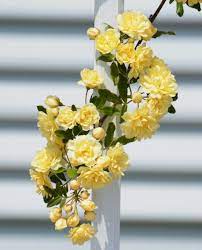 Our Favorite Climbing Rose Lady Banks Climbing Roses Trellis Climbing Roses Yellow Climbing Rose