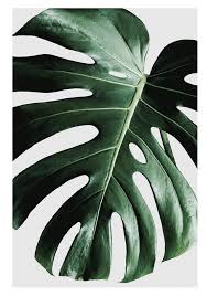 We did not find results for: Daun Monstera Hiasan Dinding Rumah Wall Art Poster 3 Home Furniture Home Decor On Carousell