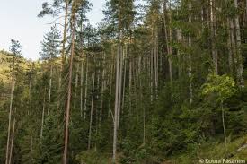 Nacionalni park prostire se na oko 25 hiljada hektara. Serbische Fichten In Nacionalni Park Tara In Zaovine Umadija And Western Serbia Serbien