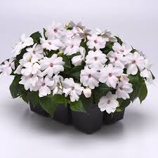 Image result for Impatiens shirensis