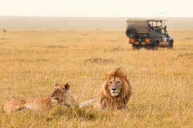 Wildlife Safari