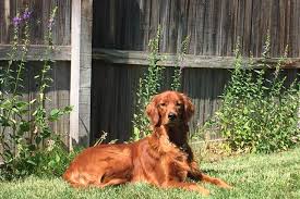 $350 billie, golden retriever for adoption in rosenberg, texas. Golden Irish Puppies For Sale From Reputable Dog Breeders