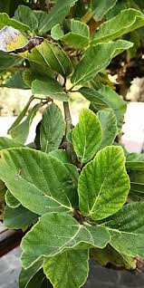 Image result for Ficus sycomorus