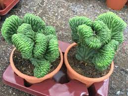 Euphorbia lactea is also called coral cactus and crested cactus. Echinopsis Pachanoi F Cristata Crested San Pedro Cactus World Of Succulents