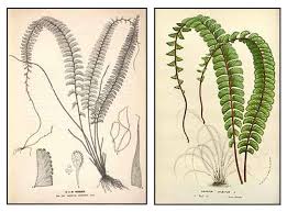 Image result for Adiantaceae