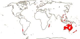 Image result for Diceratostele gabonensis