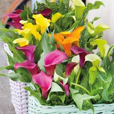 We did not find results for: Deer Resistant Summer Blooms Florissa Flowers Roses Moreflorissa Flowers Roses Fruits And Veggies