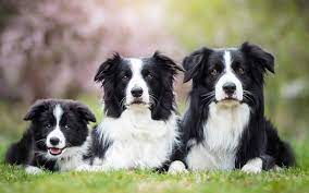 Qualteri collies has been showing and breeding rough and smooth collies for 25 years. Free Border Collie Puppies Near Me Online Shopping