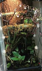 Vivarium With Live Plants And Green Tree Python Biak Orchids Vine Moss Fern Live Terrerium Vivarium Rainforest Theme Rainforest Theme Green Trees Live Plants
