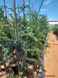 Image result for Dovyalis zeyheri