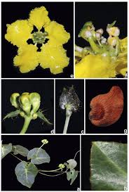 Image result for Stigmaphyllon