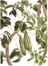 Image result for Centrolobium robustum