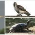 Surprising wildlife found in this urban NJ county