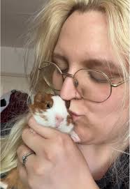 American and Rex Mixed Guinea Pig