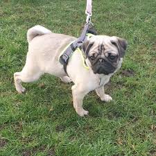 Pin By Pets Life Animals And More On Pug Life Pug Dog Pug Cartoon Cute Pug Pictures