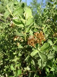 Image result for Pluchea dioscoridis