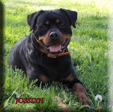 German rottweilers are a very expensive dog breed. German Rottweiler Puppies For Sale In Ga
