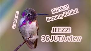Bagi para pemula pasti akan lebih sulit dibandingkan membedakan dari segi fisik. Download Suara Burung Sogok Ontong Pikat Gacor Mp3 Harga