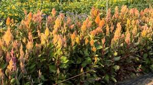 Image result for Celosia brevispicata