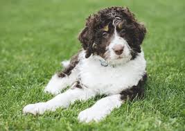 They are everybody's friend and devoted to their family. Bernedoodle Dog Breed Information Facts Temperament Size All Things Dogs All Things Dogs