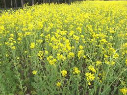 Image result for Brassica rapa