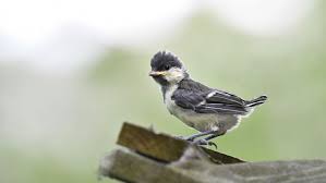 Image result for Kohlmeise vogelhouse