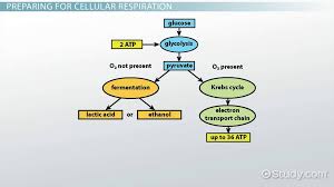 Animal cells also resort to anaerobic pathways if their oxygen supply is low. Process Of Cellular Respiration In Bacteria Video Lesson Transcript Study Com