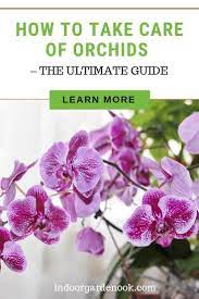 Orchids The Ultimate Guide How To Take Care Facts Taking Care Of Orchids Cymbidium Orchids Care Orchid Care