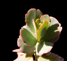 Image result for Kalanchoe fedtschenkoi