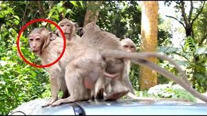 Omg King Cry Call Big Monkey To Fight Other Baby Monkeys Monkeys 1036 Baby Monkey Fight Crying